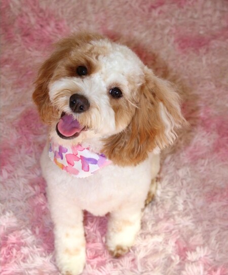 Entry image for Winnie. Clicking this image will show a larger photo