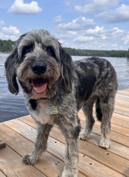 Entry image for Molly. Clicking this image will show a larger photo