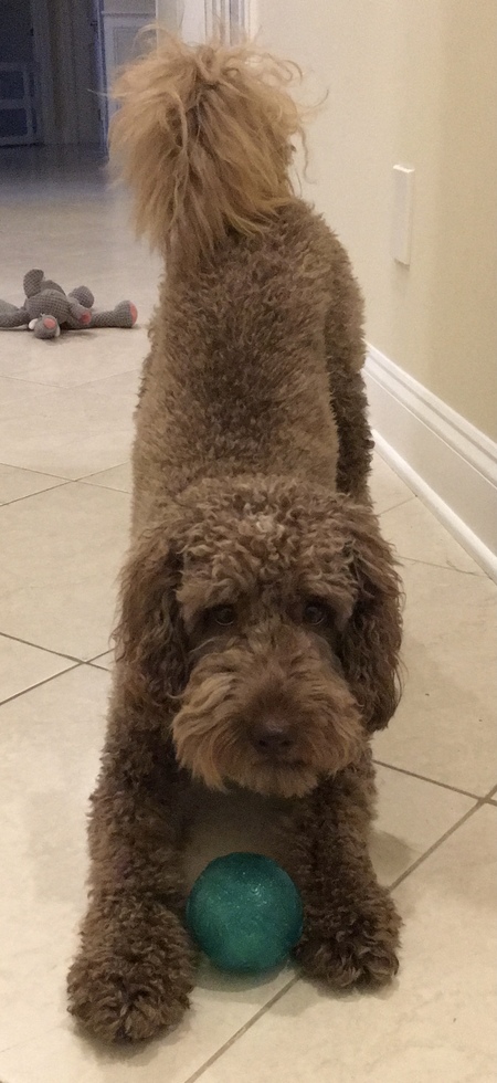 Entry image for Buddy. Clicking this image will show a larger photo