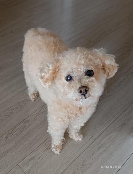 Entry image for Waffle. Clicking this image will show a larger photo