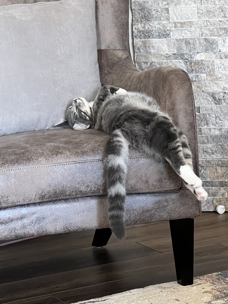 Entry image for Moxi Genevieve Day. Clicking this image will show a larger photo