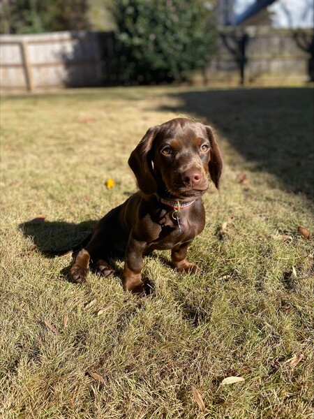 Entry image for Winnie. Clicking this image will show a larger photo