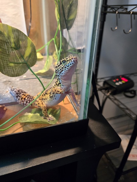 Entry image for Winston. Clicking this image will show a larger photo