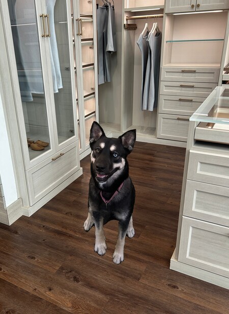 Entry image for Zola. Clicking this image will show a larger photo