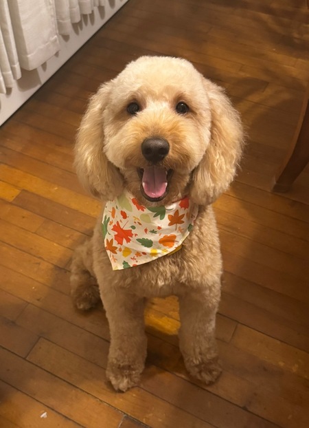 Entry image for Duke. Clicking this image will show a larger photo