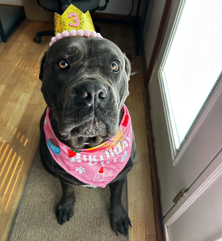 Entry image for Ruby. Clicking this image will show a larger photo