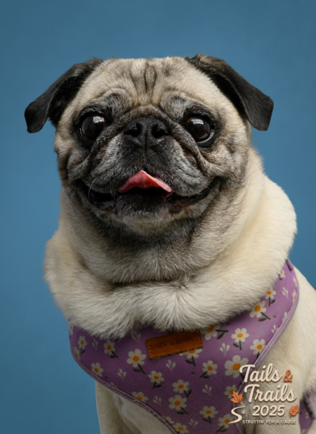 Entry image for Lola . Clicking this image will show a larger photo