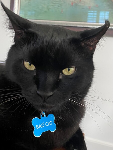 Entry image for Bad Cat . Clicking this image will show a larger photo