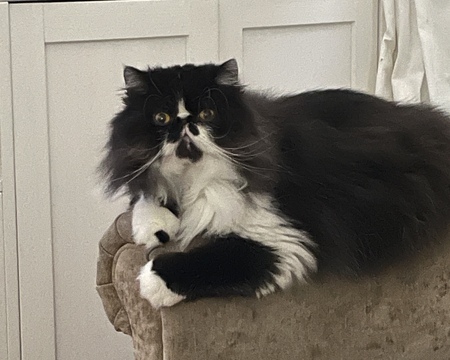 Entry image for Winston. Clicking this image will show a larger photo