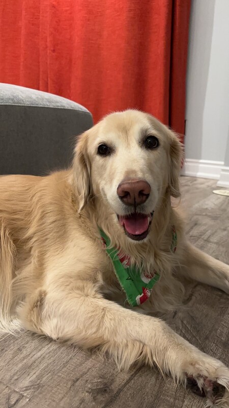 Entry image for DouDou. Clicking this image will show a larger photo