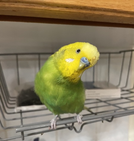 Entry image for Kiwi. Clicking this image will show a larger photo