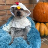 Entry image for Ella as Heihei from Moana (if Heihei was a hen)