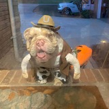 Entry image for Tater the Outlaw