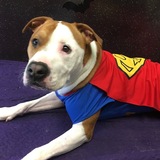 Entry image for Super Bruno!