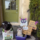 Entry image for Dallas, the Feline Rights Activist 