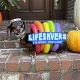 Entry image for Maddie Mae 