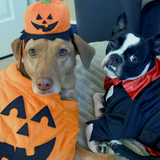 Entry image for Pumpkin Spice and Everything Fright