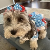 Entry image for Willa as Dorothy from The Wizard of Oz