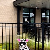 Entry image for Six-Count Shug 