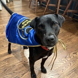 Entry image for Super Rescue Mojo!