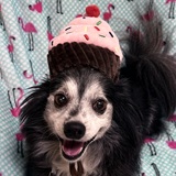 Entry image for Freddy 