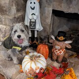 Entry image for Tito Goes Where We Go