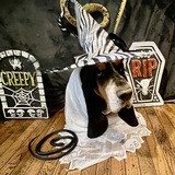 Entry image for Ricky the Basset Hound