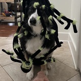 Entry image for Ozzy the Spiders’ Nest