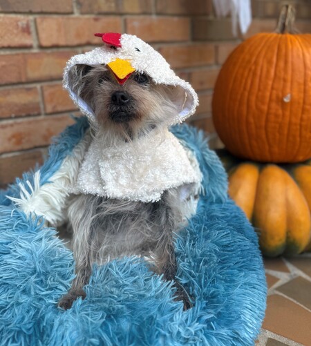 Entry image for Ella as Heihei from Moana (if Heihei was a hen). Clicking this image will show a larger photo