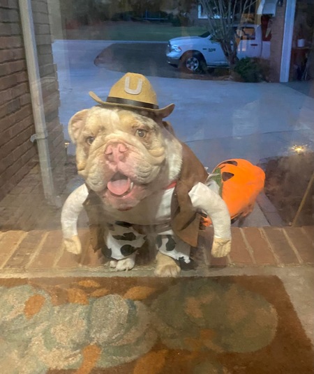 Entry image for Tater the Outlaw. Clicking this image will show a larger photo