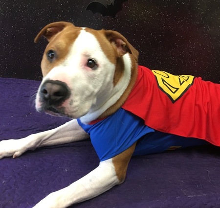 Entry image for Super Bruno!. Clicking this image will show a larger photo