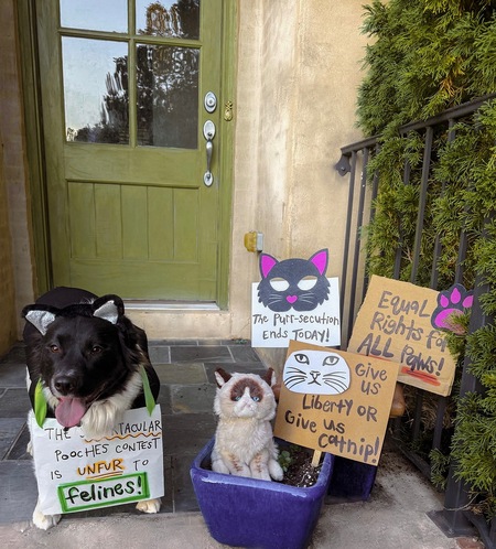 Entry image for Dallas, the Feline Rights Activist . Clicking this image will show a larger photo
