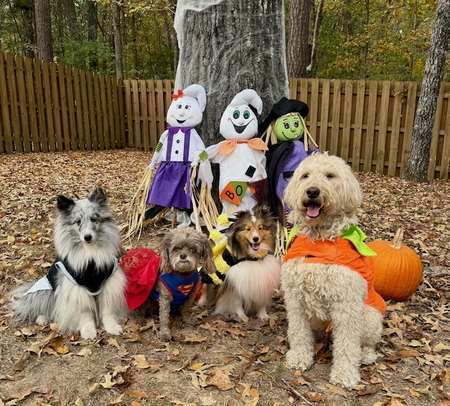 Entry image for Tory, Marlee, Zoey & Sunny all dressed up. Clicking this image will show a larger photo