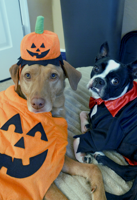 Entry image for Pumpkin Spice and Everything Fright. Clicking this image will show a larger photo