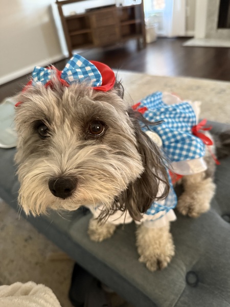 Entry image for Willa as Dorothy from The Wizard of Oz. Clicking this image will show a larger photo