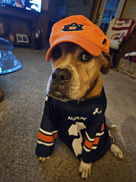 Entry image for Sweet Georgia Brown . Clicking this image will show a larger photo