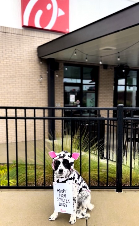 Entry image for Six-Count Shug . Clicking this image will show a larger photo