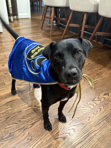 Entry image for Super Rescue Mojo!. Clicking this image will show a larger photo