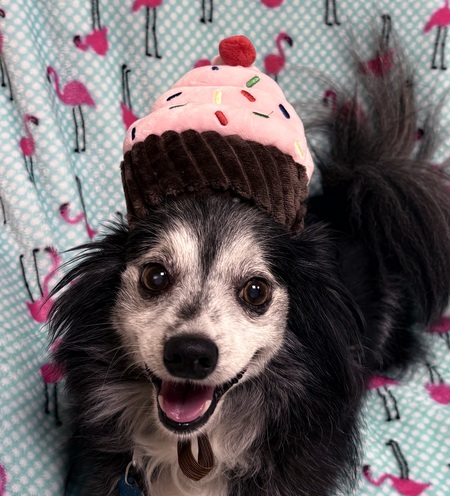 Entry image for Freddy . Clicking this image will show a larger photo