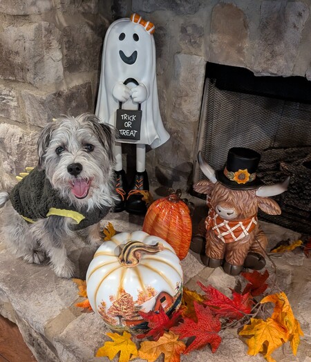 Entry image for Tito Goes Where We Go. Clicking this image will show a larger photo