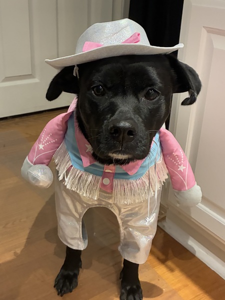 Entry image for Miss Ada. Clicking this image will show a larger photo