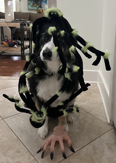 Entry image for Ozzy the Spiders’ Nest. Clicking this image will show a larger photo