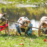 Entry image for Sunset Sarsaprilla (Sassy), Maneater Mildred (Milly) and Sir Duncan the Tall of Antwerp (Duncan)