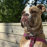 Entry image for Frankenstein