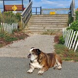 Entry image for Butch