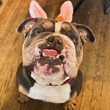 Entry image for Alphonse CaBone