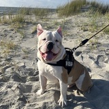 Entry image for Pancho