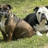 Entry image for Zoey and Dexter