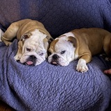 Entry image for Bruce & Harper