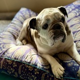 Entry image for Angus